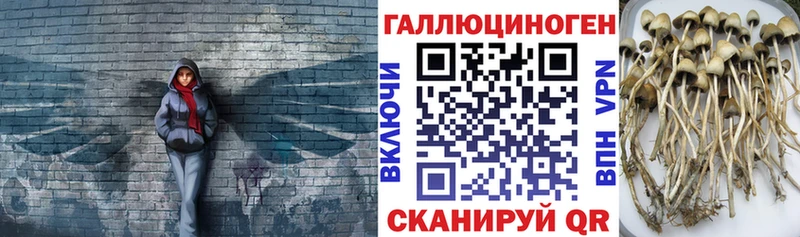 Купить  Светлоград  Галлюциногенные грибы мицелий 